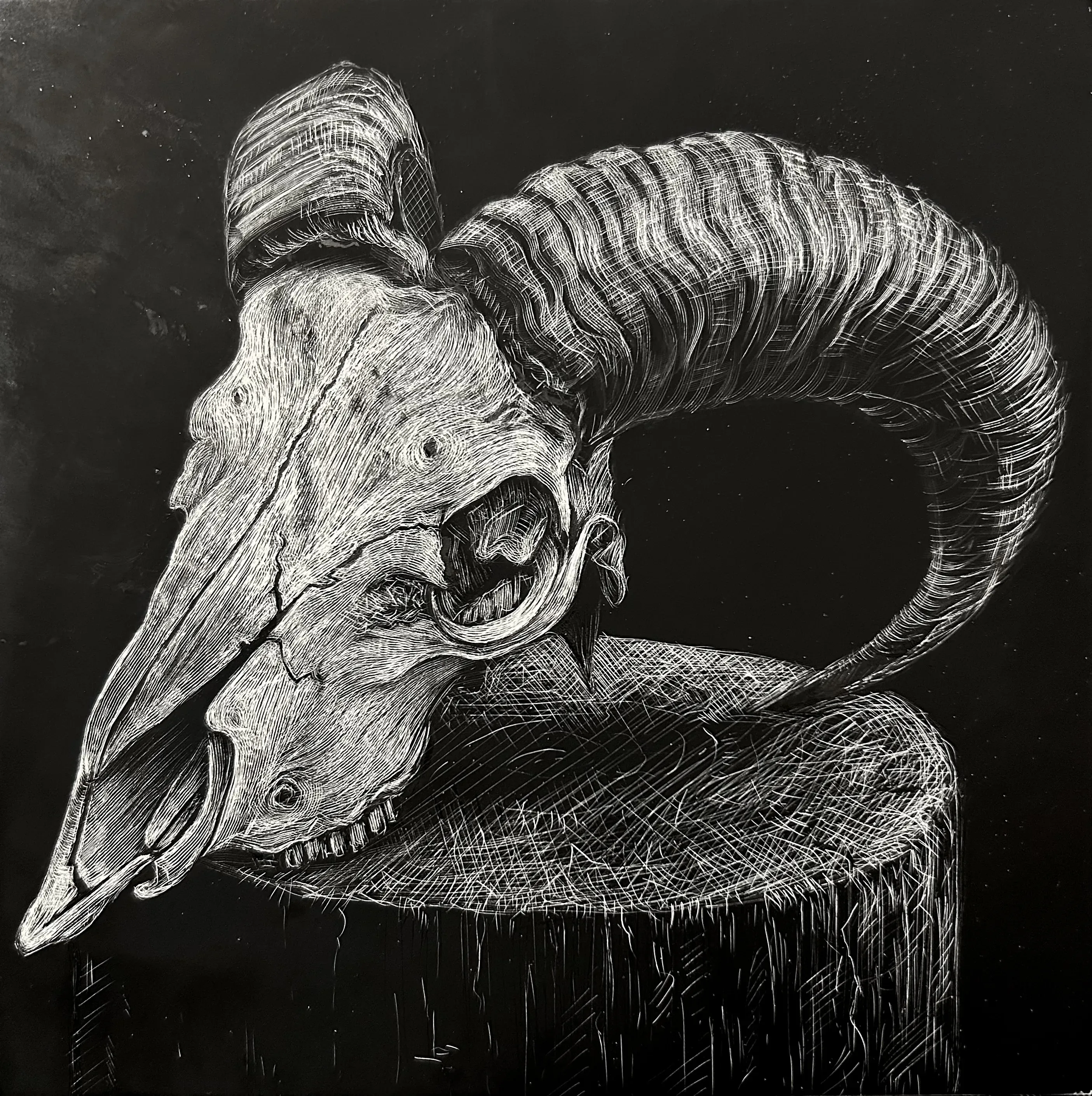 3 animal skull-2024-scratchboard